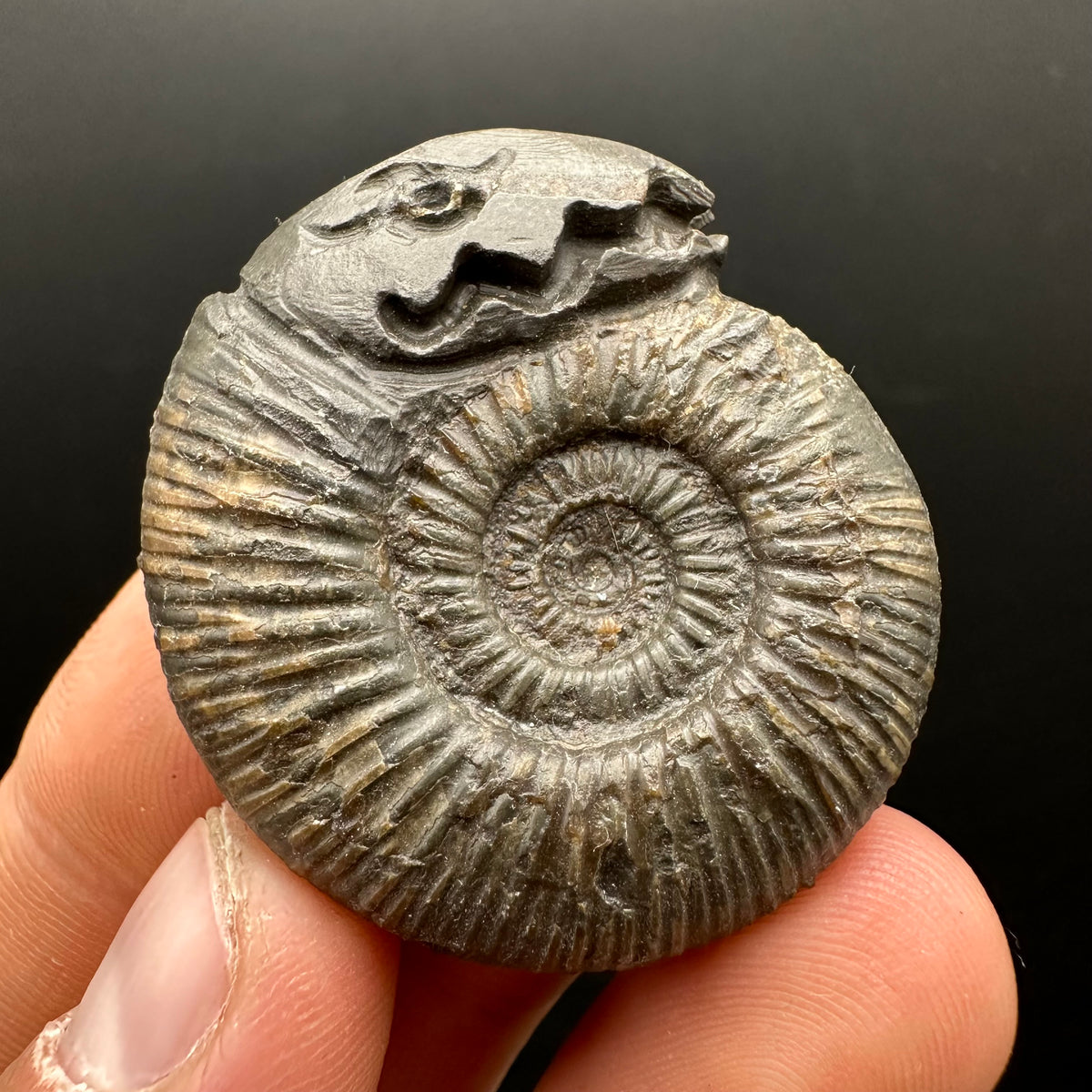 Snakestone Ammonite Fossil With Bag/Box And Stand - Whitby, North Yorkshire Jurassic Coast Yorkshire Fossils