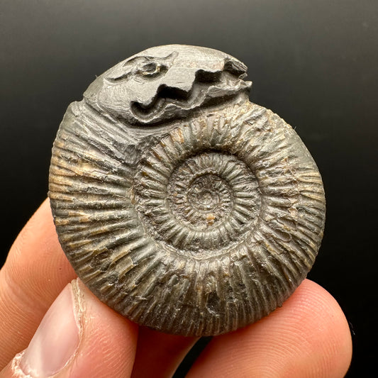 Snakestone Ammonite Fossil With Bag/Box And Stand - Whitby, North Yorkshire Jurassic Coast Yorkshire Fossils