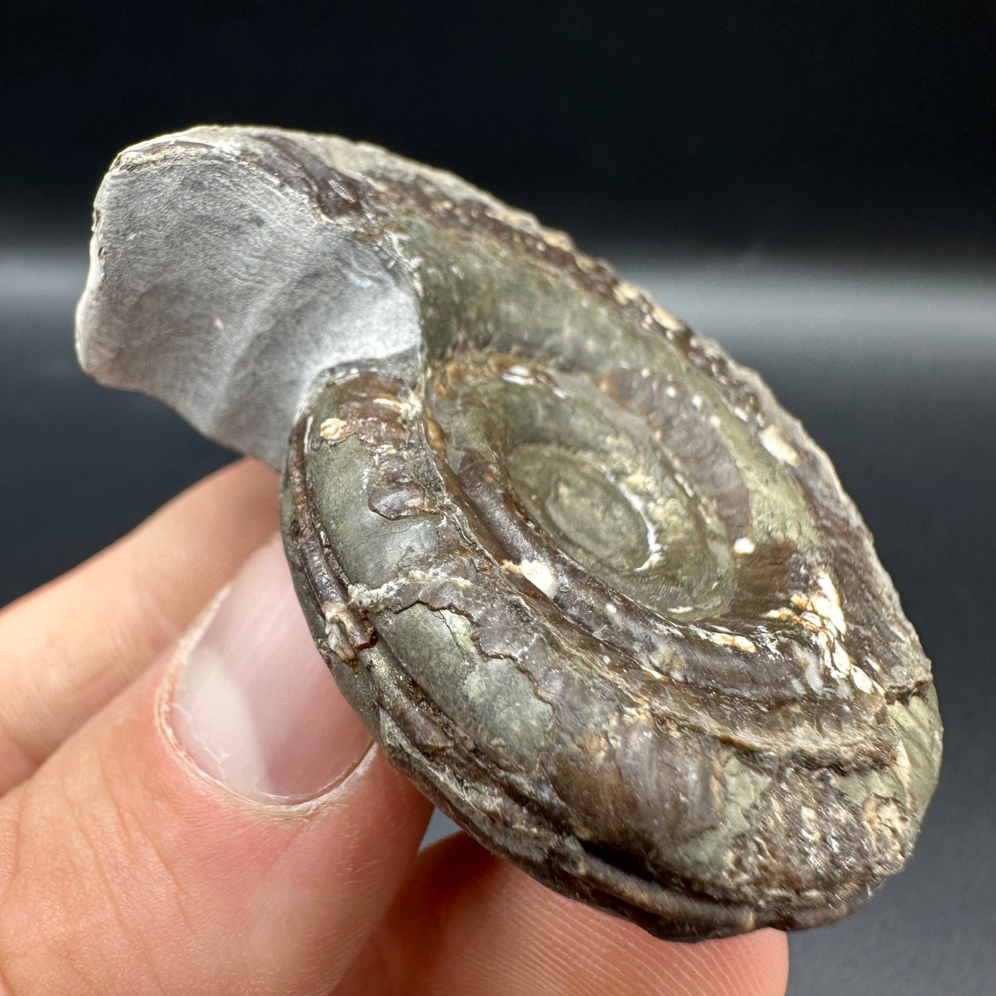 Hildoceras Bifrons Ammonite fossil with box and stand - Whitby, North Yorkshire Jurassic Coast, Yorkshire Fossils from the Jurassic Coast