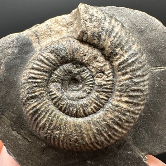 Dactylioceras Ammonite Fossil Gift Set - Whitby, North Yorkshire Jurassic Coast Yorkshire Fossils