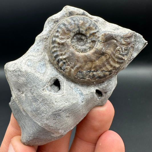 Harpoceras ammonite fossil with box and stand - Whitby, North Yorkshire Jurassic Coast Yorkshire Fossils