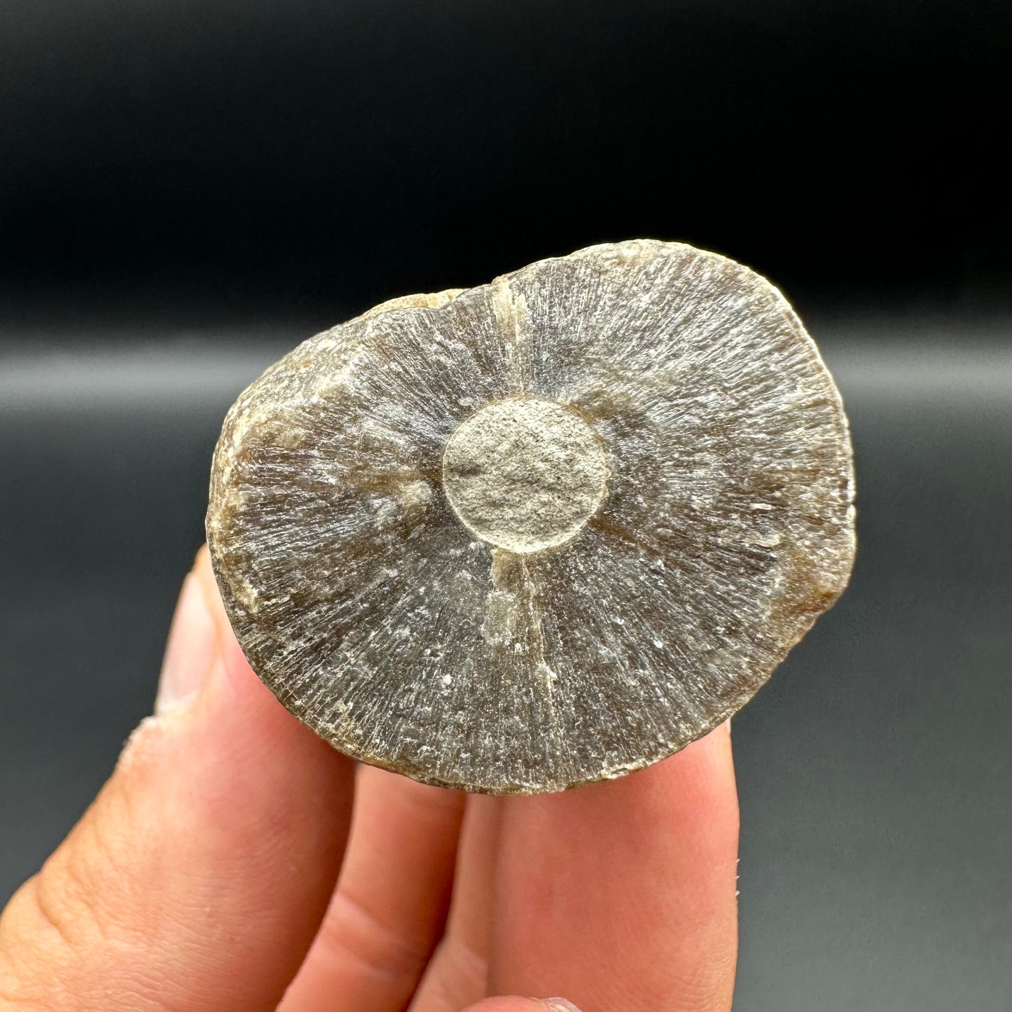 Belemnite (Fossil Squid) shell fossil with box and stand - Whitby, North Yorkshire Jurassic Coast Yorkshire Fossils