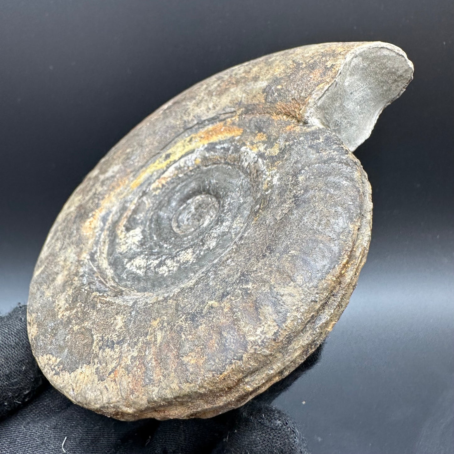 Hildoceras Bifrons Ammonite fossil with box and stand - Whitby, North Yorkshire Jurassic Coast, Yorkshire Fossils from the Jurassic Coast