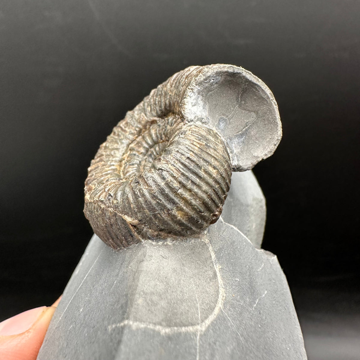Nodicoeloceras Sp. Ammonite Fossil With Box And Stand - Whitby, North Yorkshire Jurassic Coast Yorkshire Fossils
