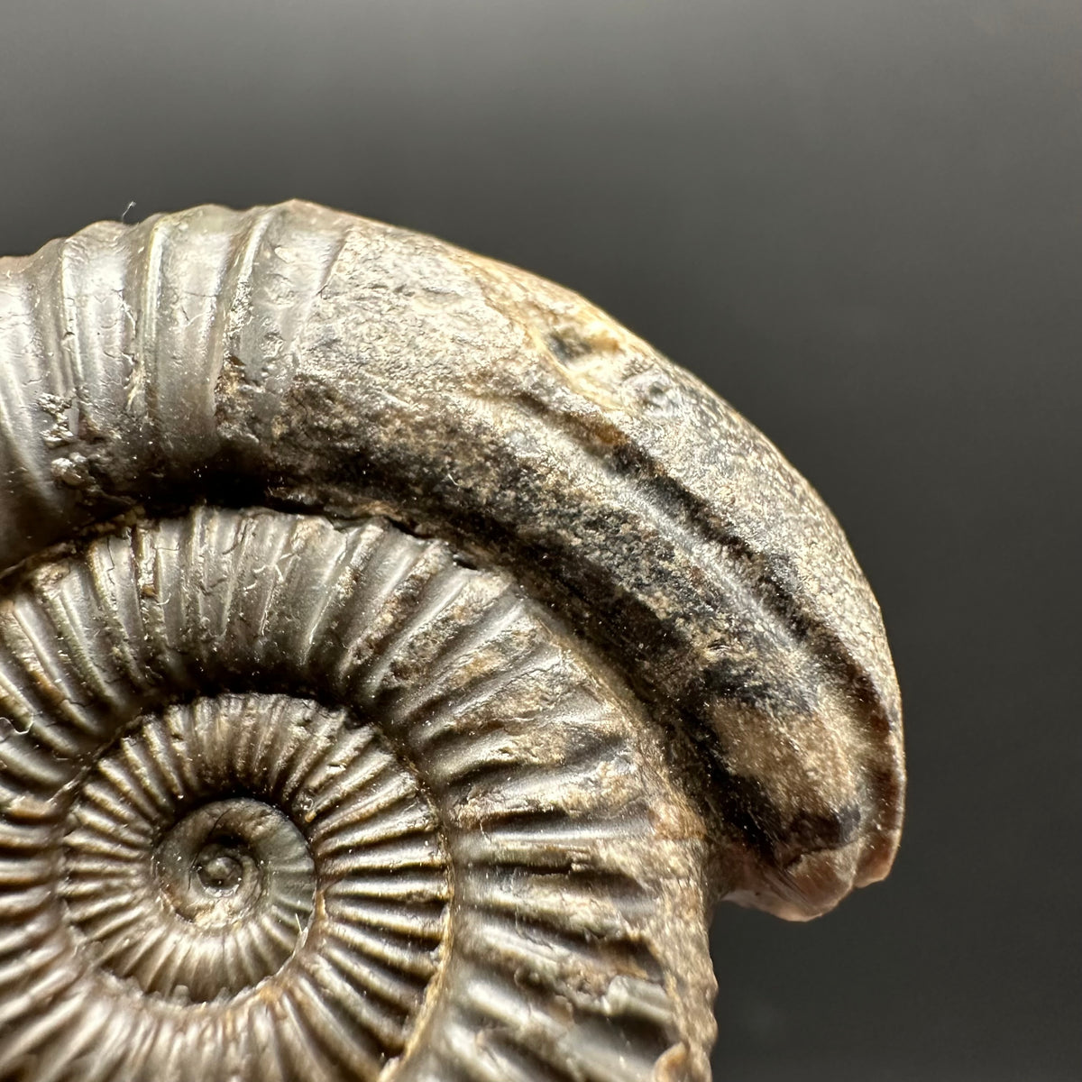 Snakestone Ammonite Fossil With Bag/Box And Stand - Whitby, North Yorkshire Jurassic Coast Yorkshire Fossils