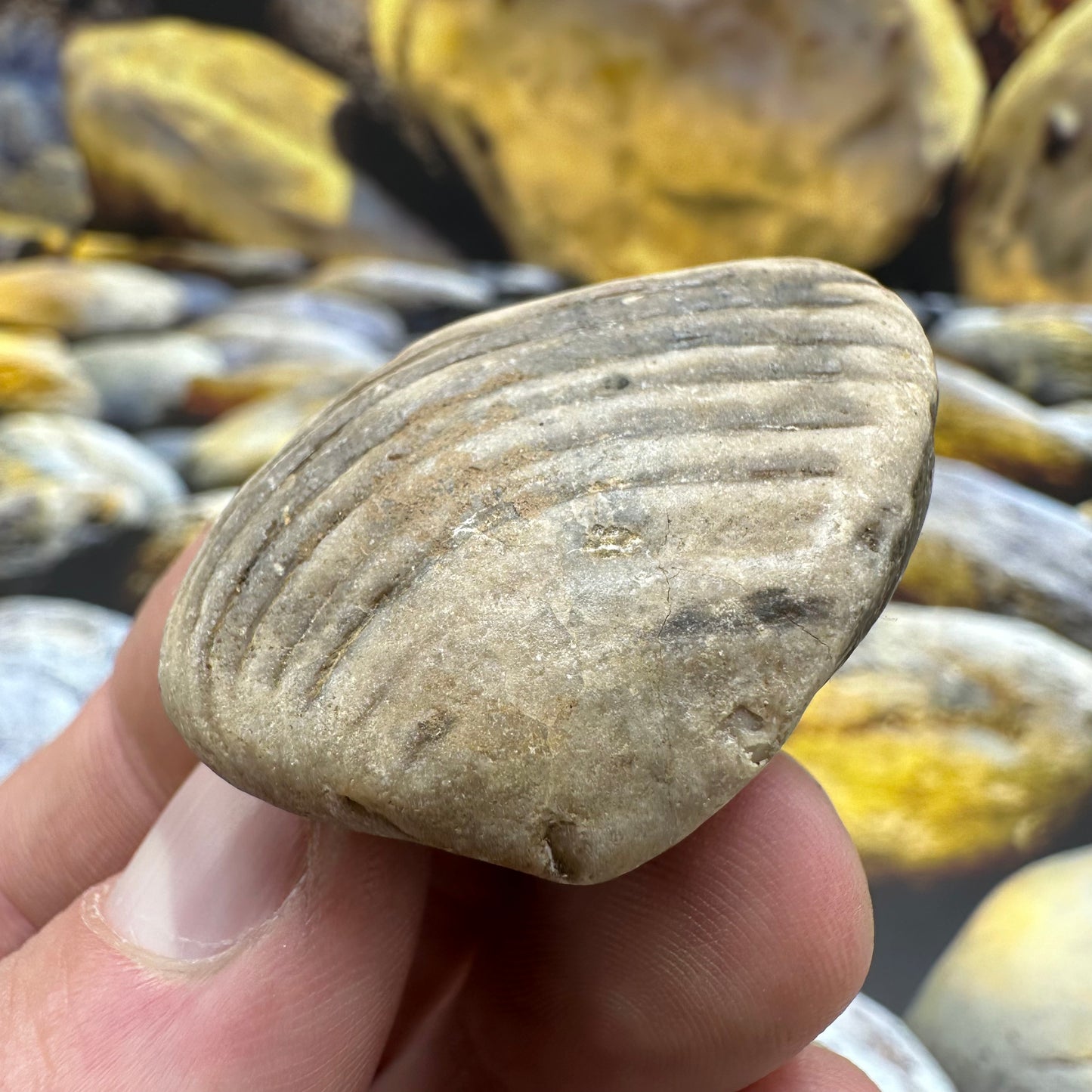 Shell fossil - Whitby, North Yorkshire