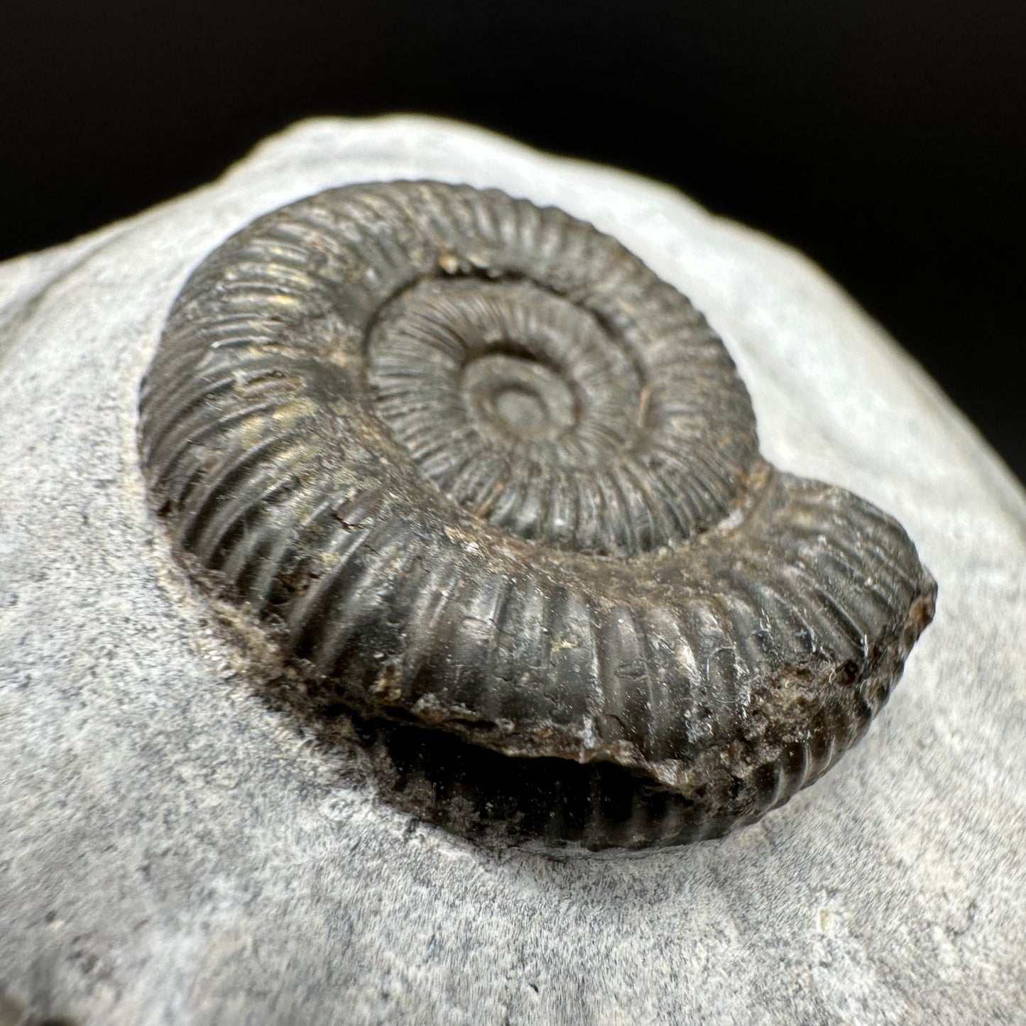 Dactylioceras Ammonite Fossil With Box And Stand - Whitby, North Yorkshire Jurassic Coast Yorkshire Fossils