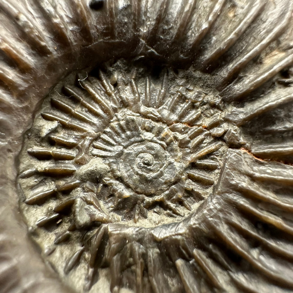 Schlothemia sp. ammonite fossil with box and stand - Whitby, North Yorkshire Jurassic Coast, Yorkshire fossils