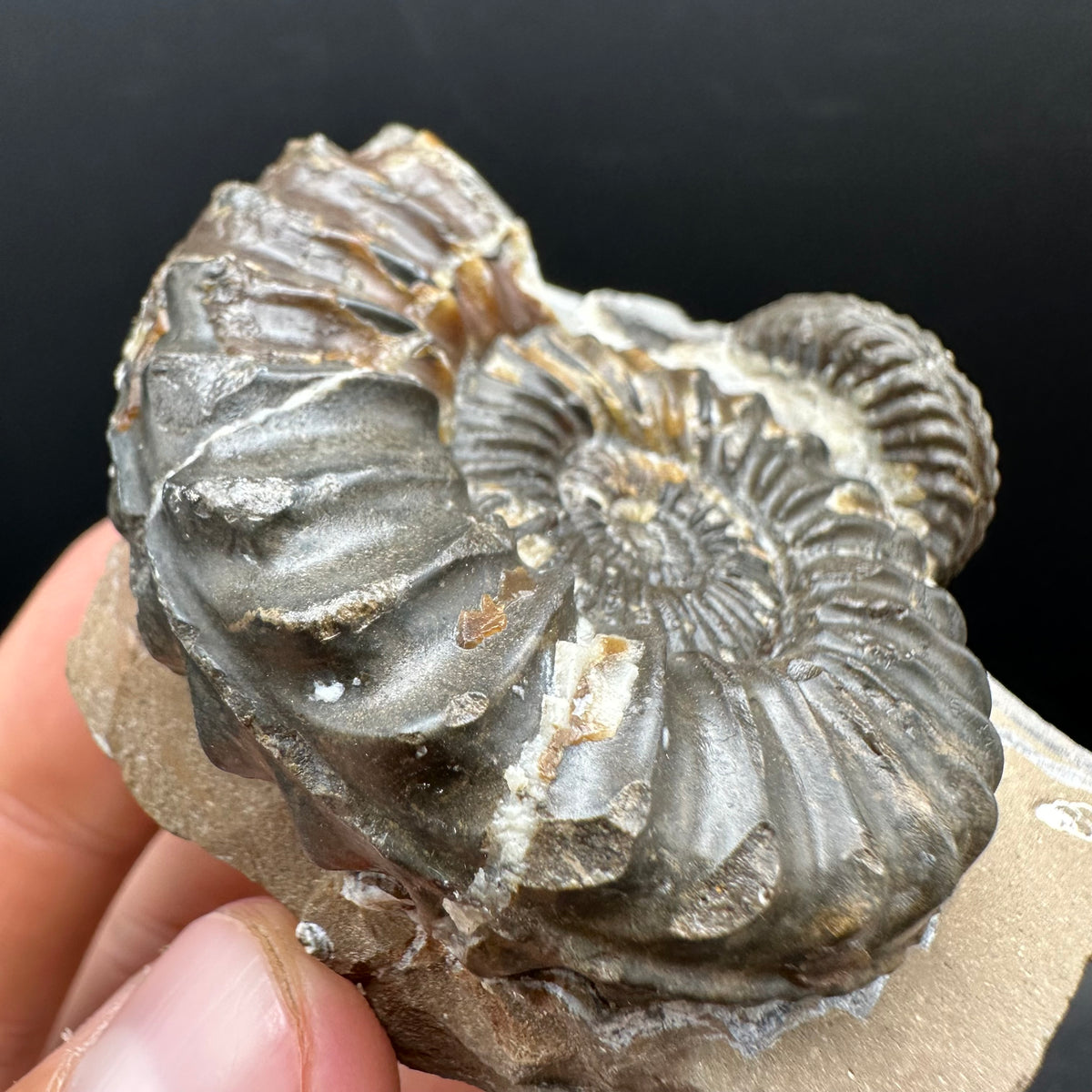 Pleuroceras paucicostatum ammonite fossil with box and stand - Whitby, North Yorkshire Jurassic Coast Yorkshire Fossils