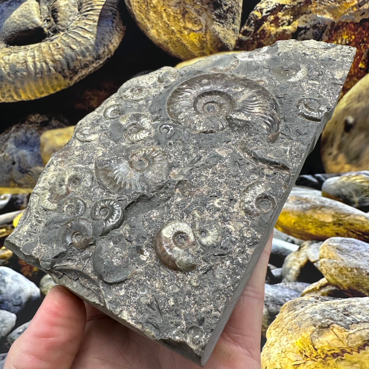 Eleganticeras Elegantulum ammonite fossil - Whitby, North Yorkshire Jurassic Coast Yorkshire Fossils