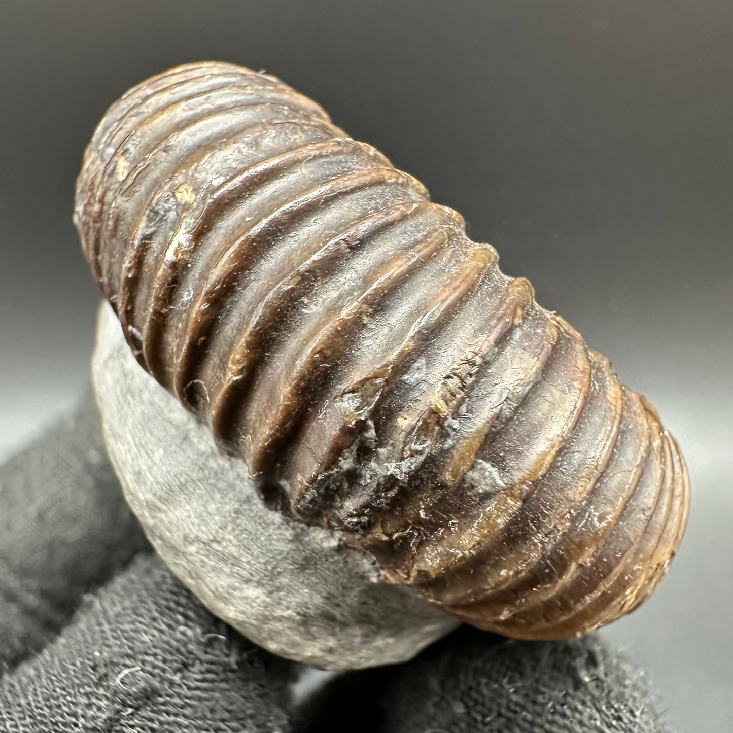 Catacoeloceras Sp. ammonite fossil with box and stand- Whitby, North Yorkshire Jurassic Coast Yorkshire Fossils