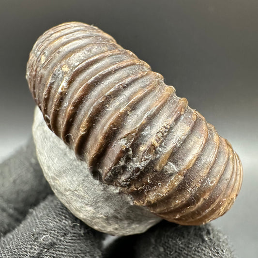 Catacoeloceras Sp. ammonite fossil with box and stand- Whitby, North Yorkshire Jurassic Coast Yorkshire Fossils