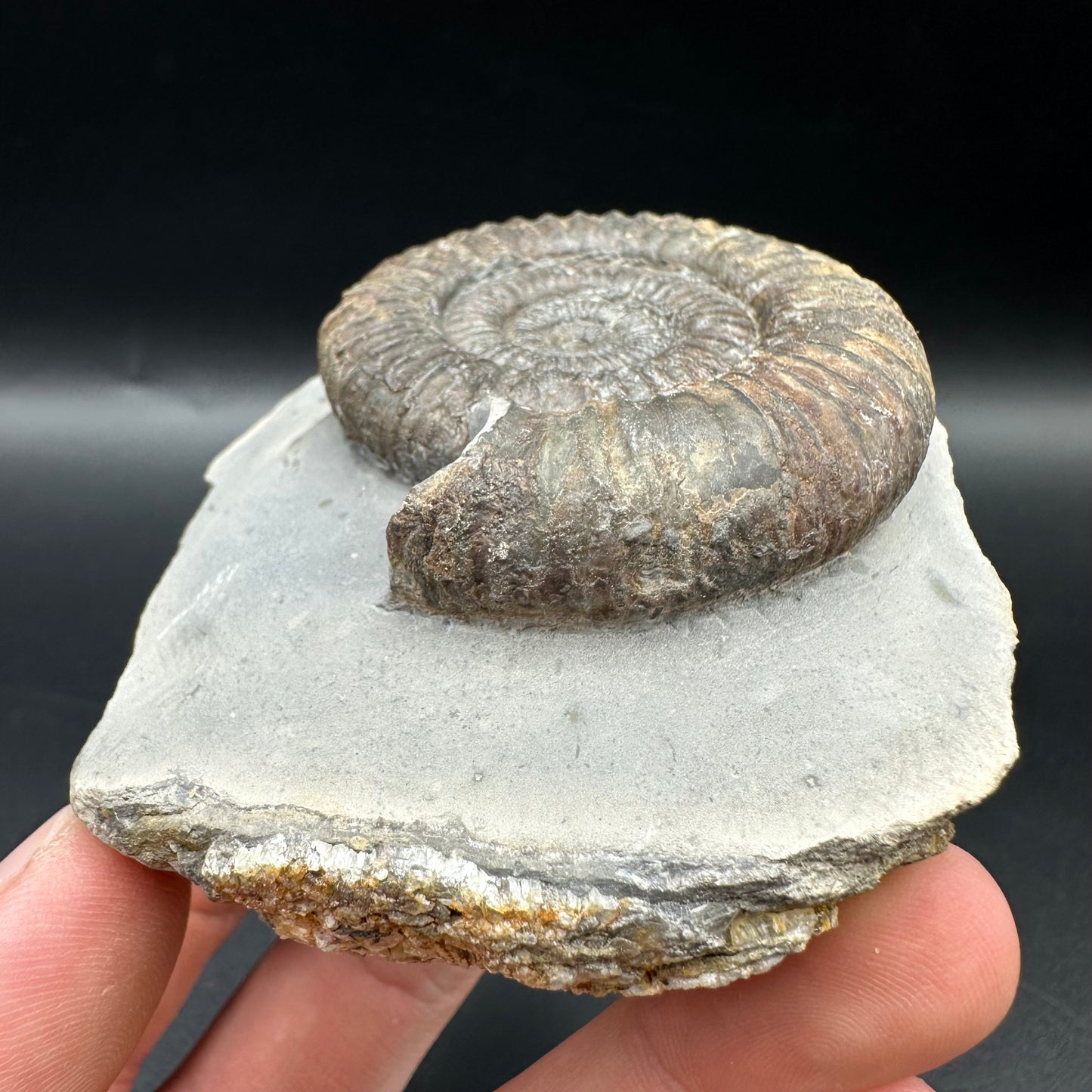 Dactylioceras Ammonite Fossil With Box And Stand - Whitby, North Yorkshire Jurassic Coast Yorkshire Fossils
