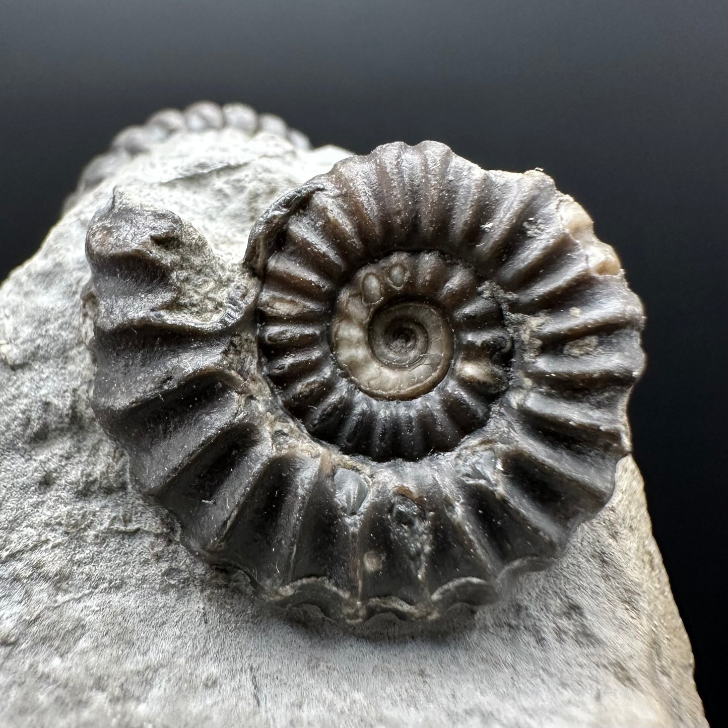 Promicroceras ammonite shell fossil with box and stand - Whitby, North Yorkshire Jurassic Coast Yorkshire Fossils