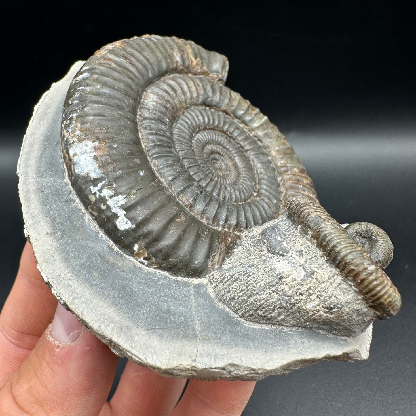Dactylioceras Multi ammonite fossil with box and stand - Whitby, North Yorkshire Jurassic Coast, Yorkshire Fossils