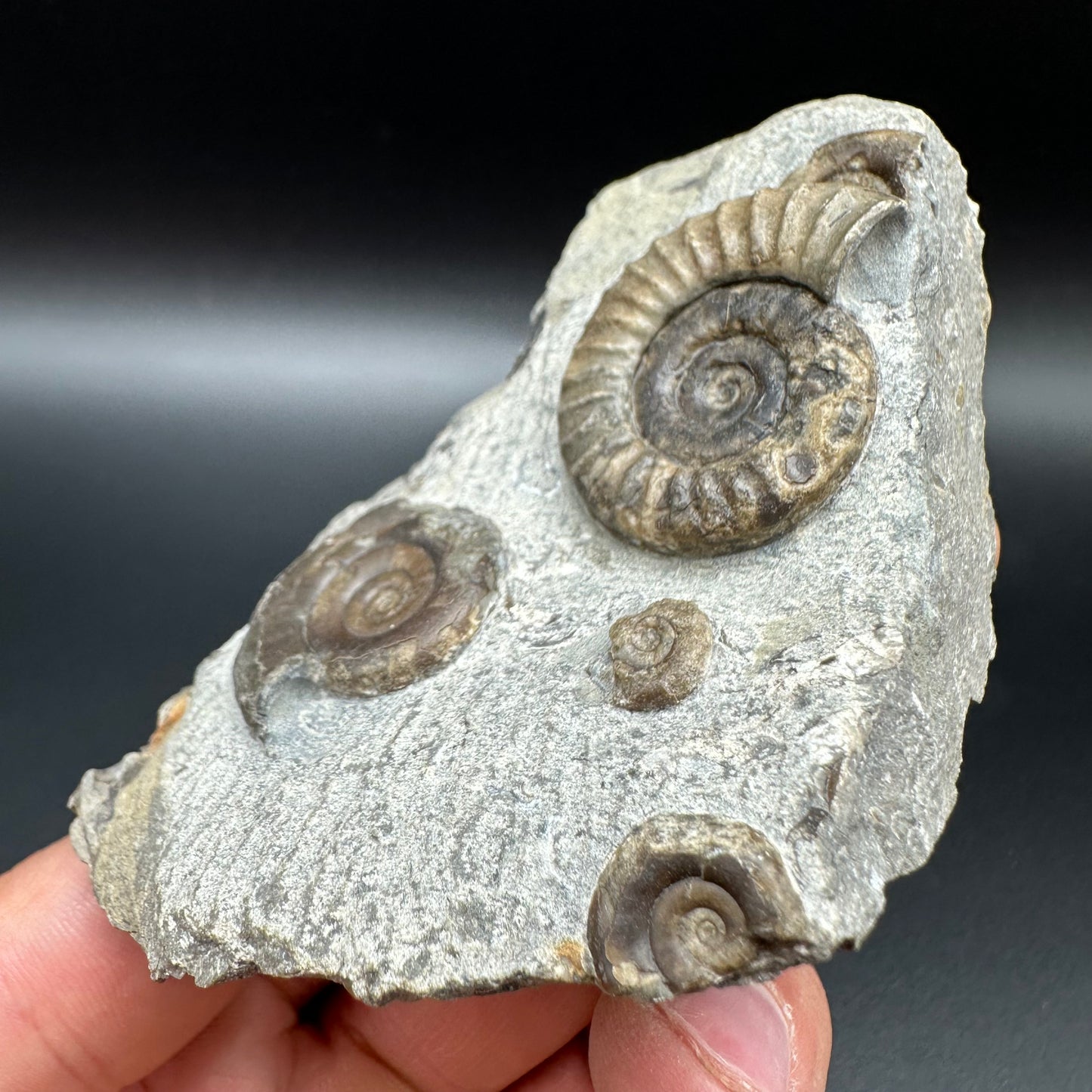 Arnioceras ammonite shell fossil with box and stand - Whitby, North Yorkshire Jurassic Coast Yorkshire Fossils