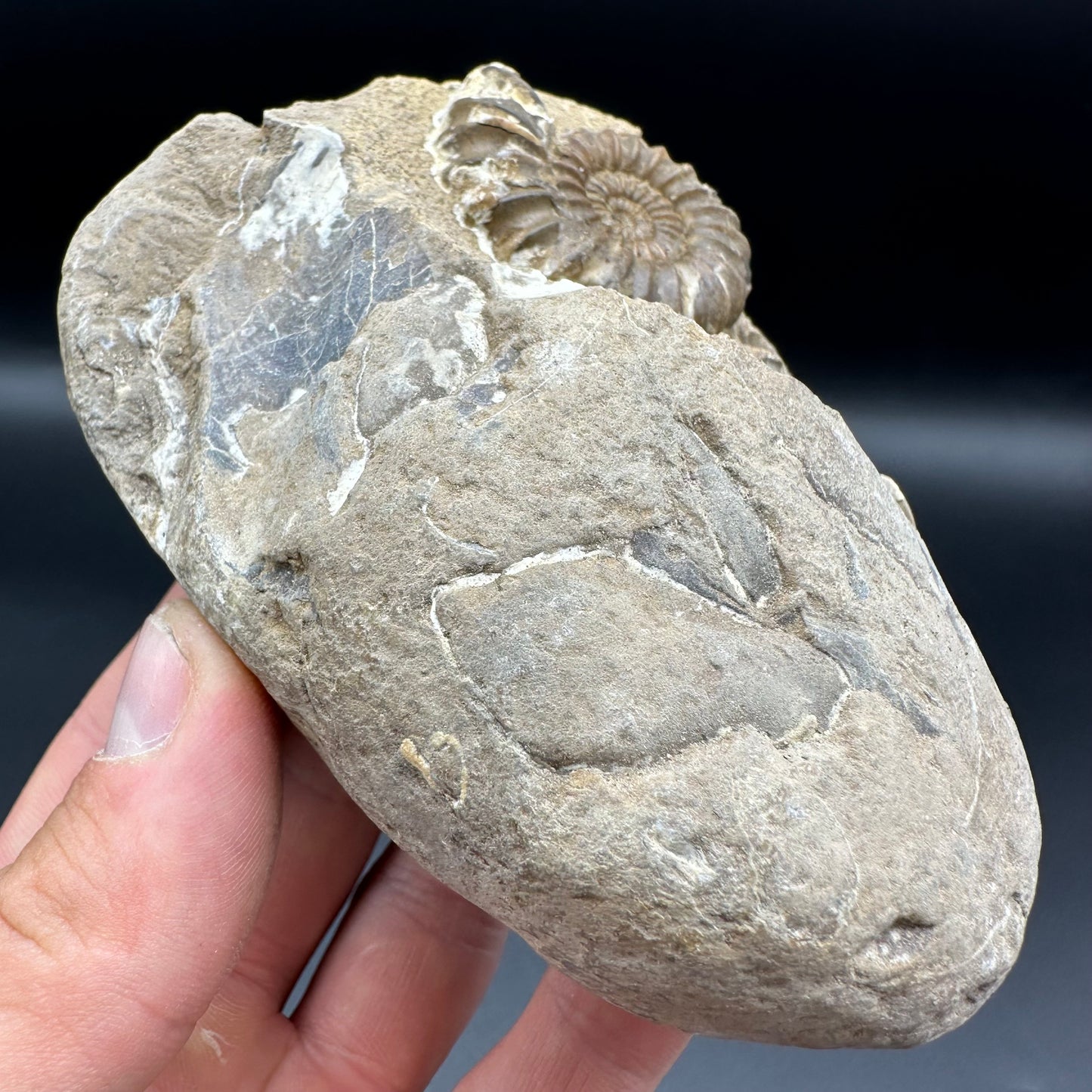 Androgynoceras Capricornus ammonite fossil with box and stand - Whitby, North Yorkshire Jurassic Coast Yorkshire Fossils