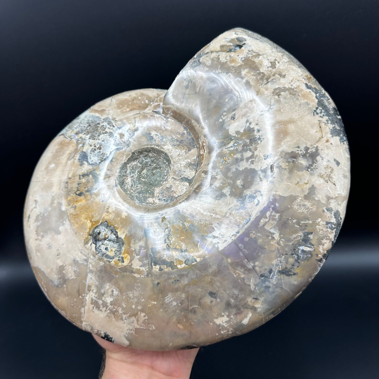 Cleoniceras Ammonite Fossil With Stand - Cretaceous Ammonite Madagascar