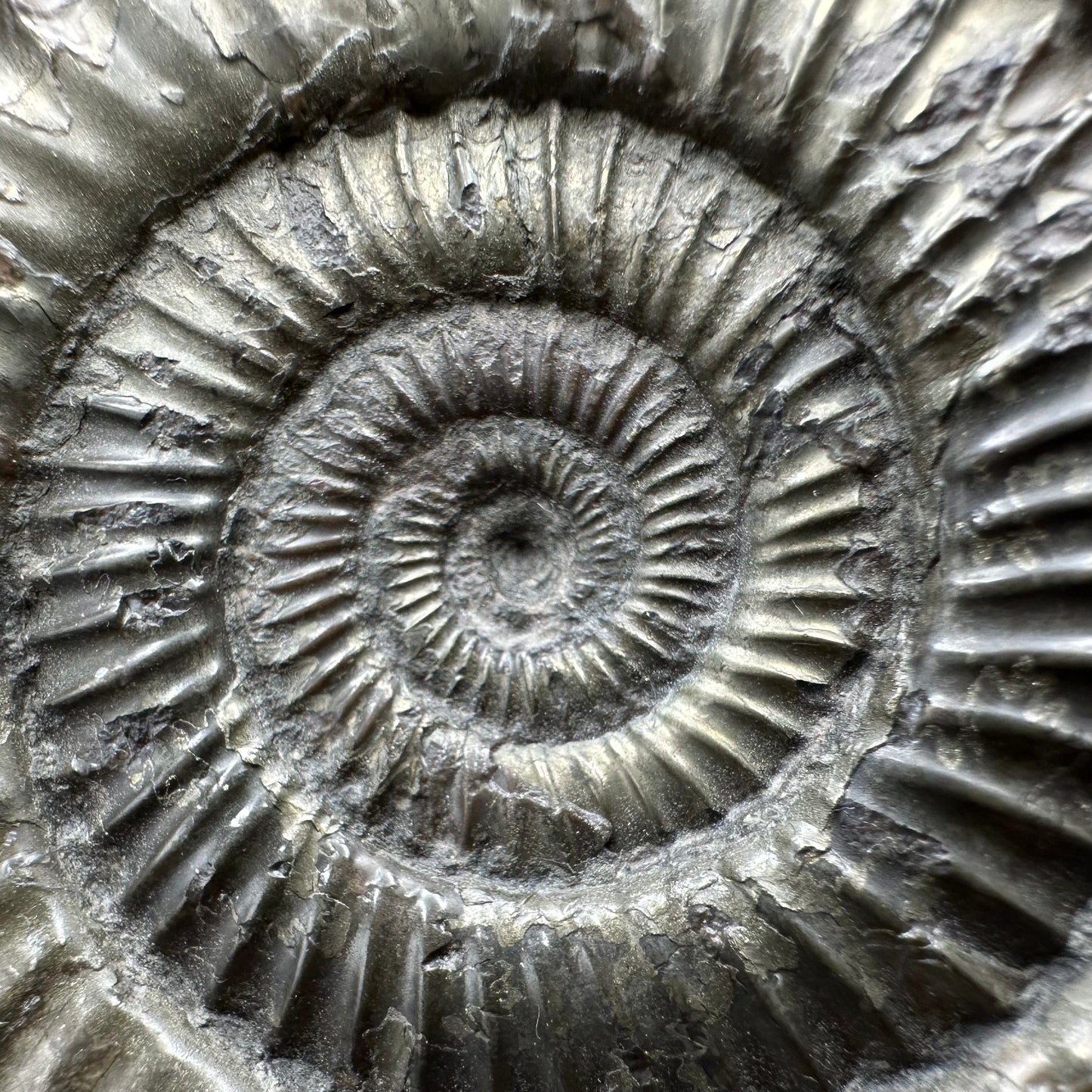 Dactylioceras Ammonite Fossil With box and Stand - Whitby, North Yorkshire Jurassic Coast Yorkshire Fossils