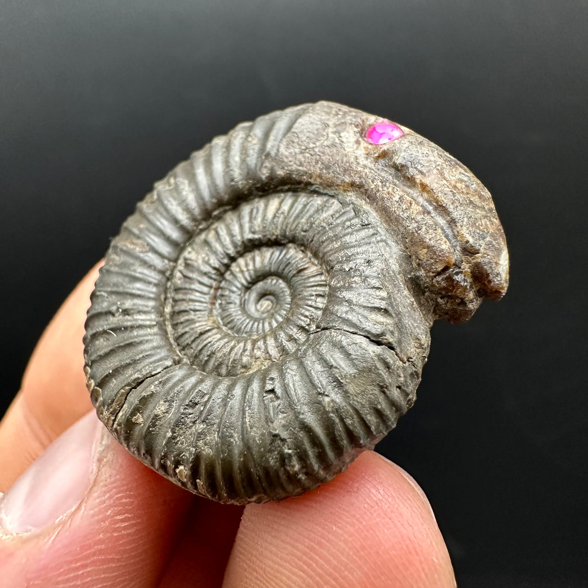 Snakestone Ammonite Fossil With Bag/Box And Stand - Whitby, North Yorkshire Jurassic Coast Yorkshire Fossils