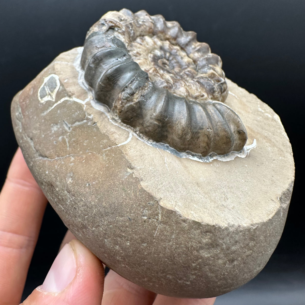 Androgynoceras maculatum ammonite fossil with stand - Whitby, North Yorkshire Jurassic Coast Yorkshire Fossils