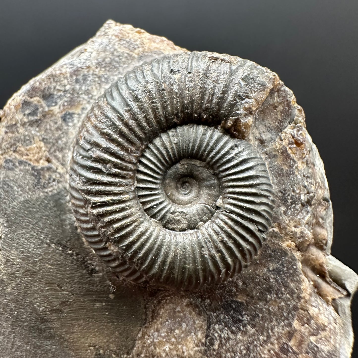 Dactylioceras Ammonite Fossil Gift Set - Whitby, North Yorkshire Jurassic Coast Yorkshire Fossils