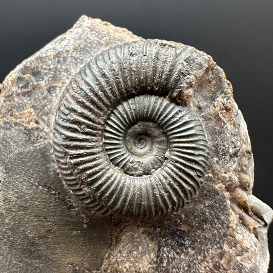 Dactylioceras Ammonite Fossil Gift Set - Whitby, North Yorkshire Jurassic Coast Yorkshire Fossils