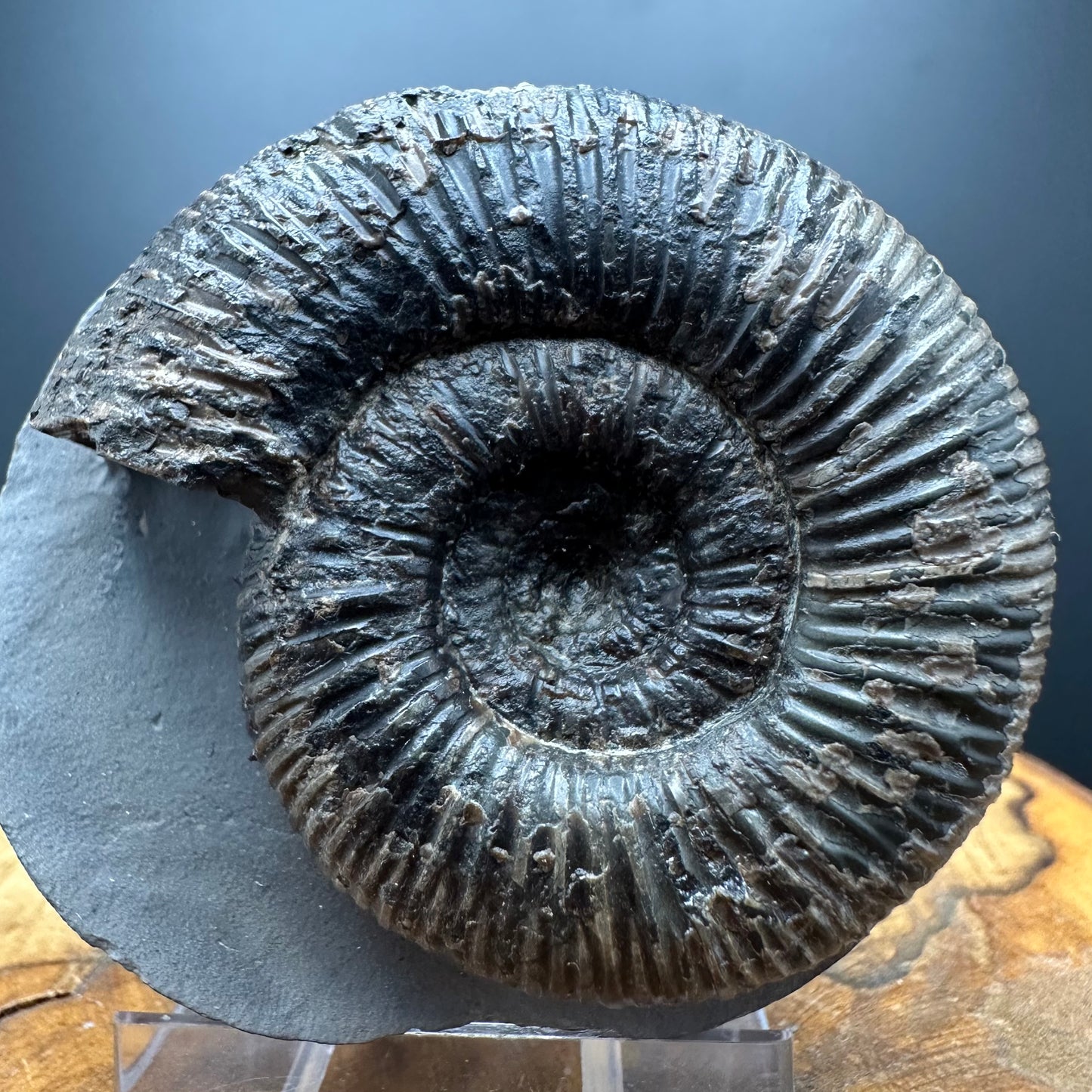 Dactylioceras semicelatum Ammonite fossil with stand - Whitby, North Yorkshire Jurassic Coast Yorkshire Fossils
