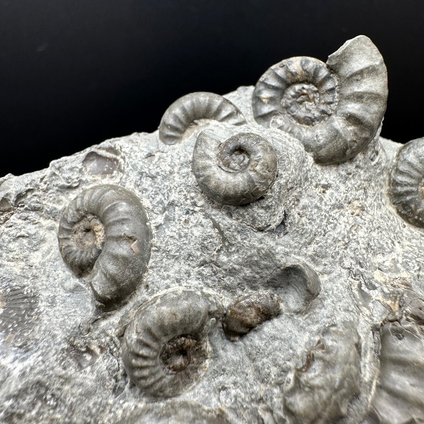 Eugassiceras Ammonite shell fossil with stand - Whitby, North Yorkshire Jurassic Coast Yorkshire Fossils