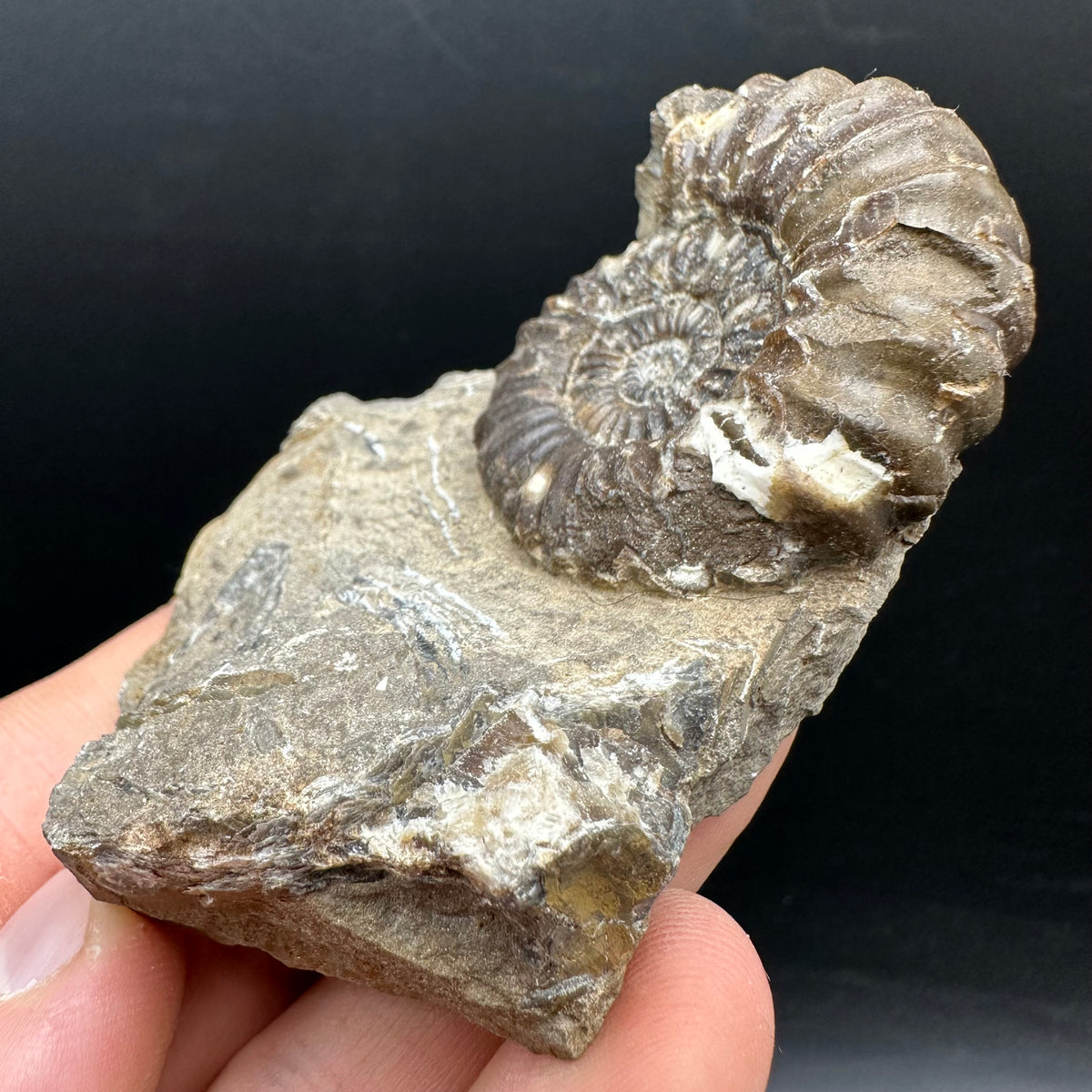 Androgynoceras capricornus Ammonite Fossil With Stand - Whitby, North Yorkshire Jurassic Coast Yorkshire Fossils
