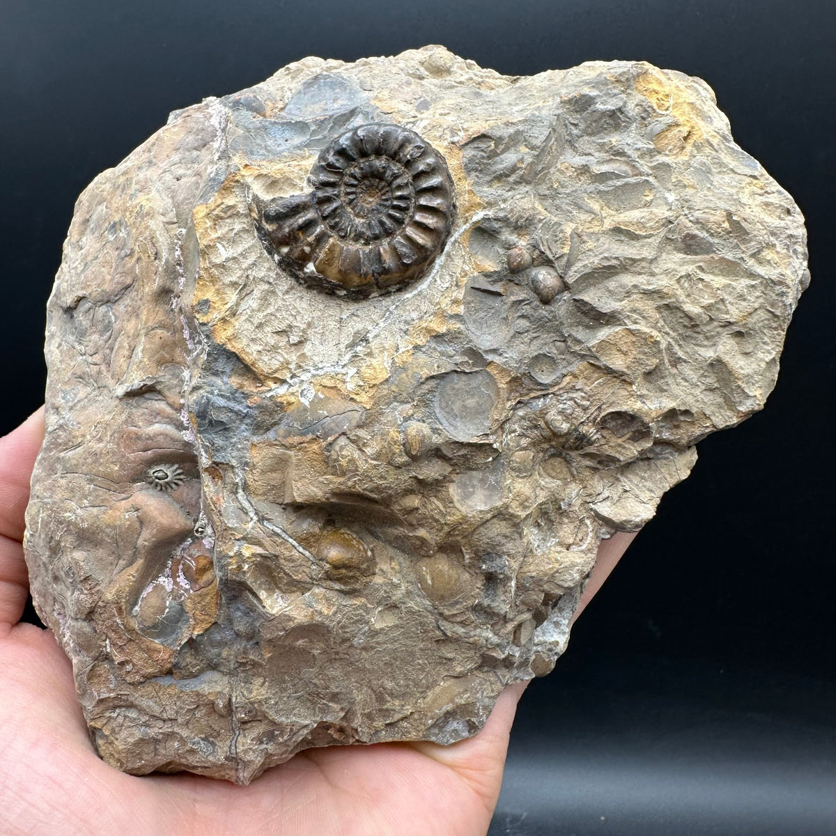 Amaltheus subnodosus Ammonite fossil with stand - Whitby, North Yorkshire Jurassic Coast Yorkshire Fossils