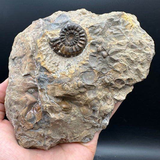 Amaltheus subnodosus Ammonite fossil with stand - Whitby, North Yorkshire Jurassic Coast Yorkshire Fossils