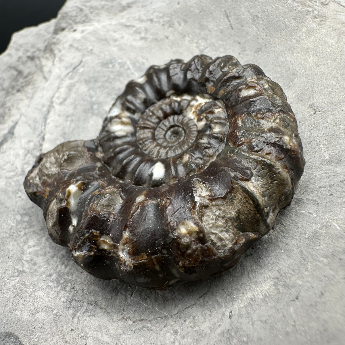 Androgynoceras maculatum ammonite fossil with stand - Whitby, North Yorkshire Jurassic Coast Yorkshire Fossils