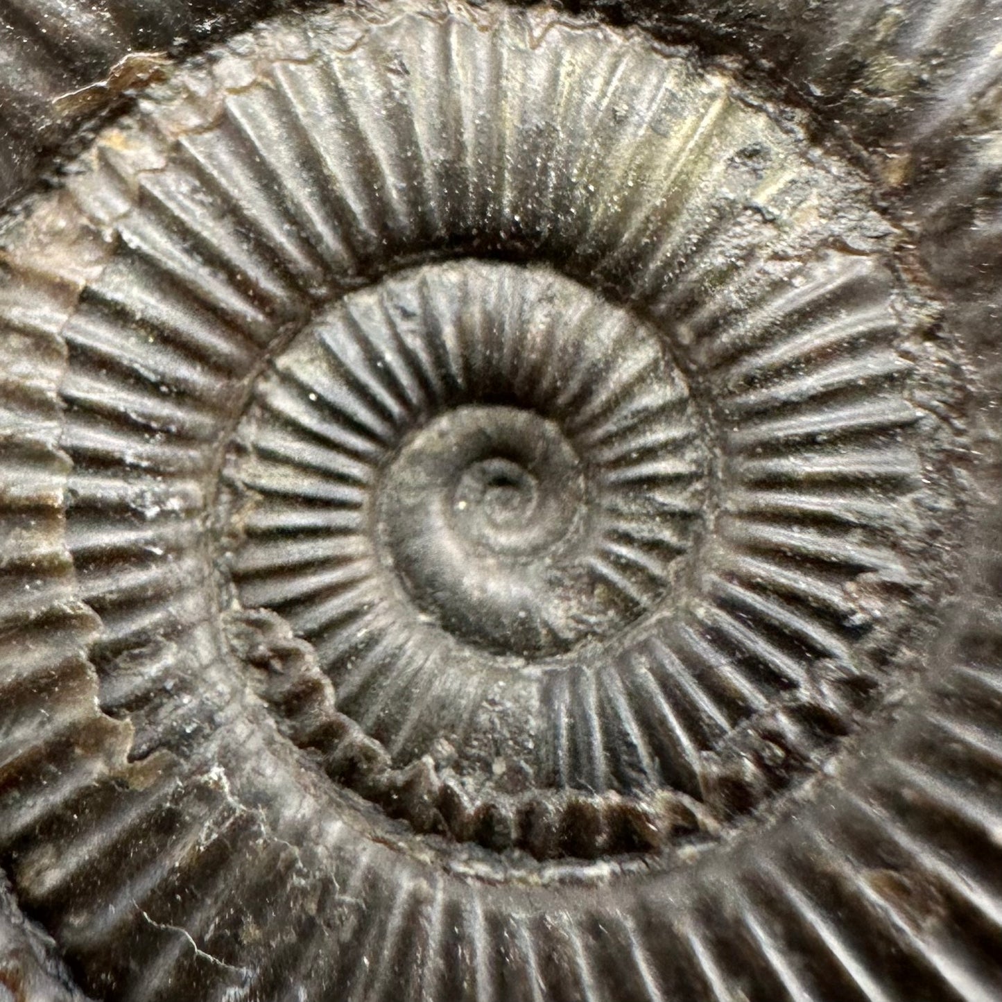 Dactylioceras Ammonite Fossil With Box And Stand - Whitby, North Yorkshire Jurassic Coast Yorkshire Fossils
