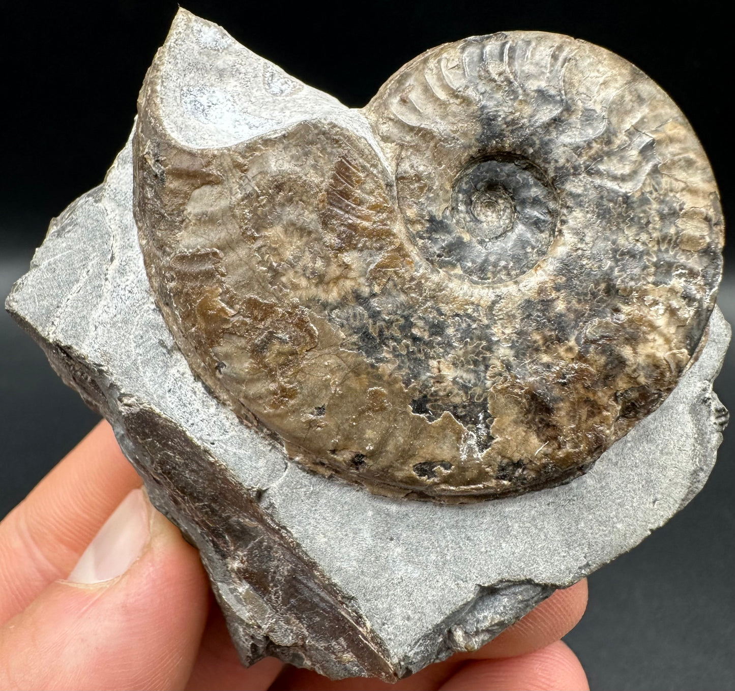 Harpoceras Sp. Ammonite fossil with box and stand - Whitby, North Yorkshire Jurassic Coast Yorkshire Fossils