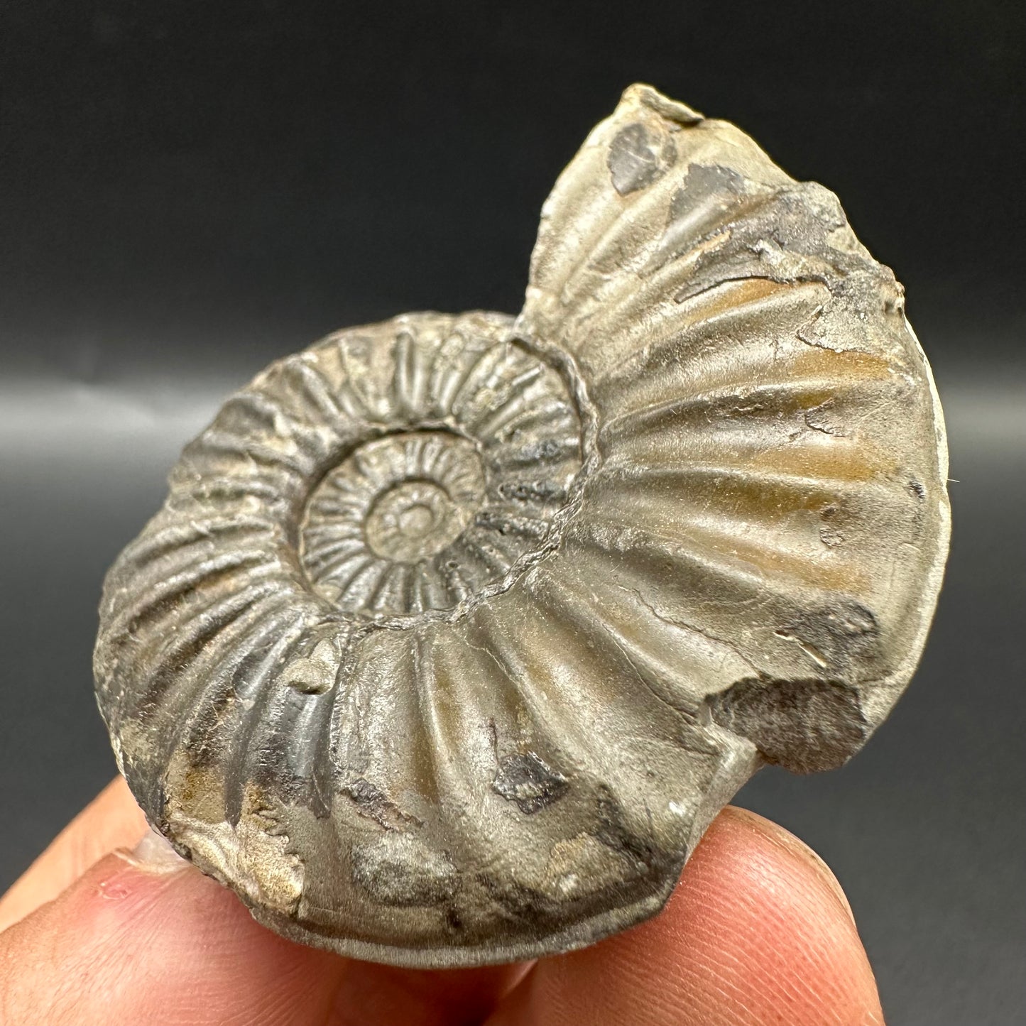 Asteroceras Ammonite fossil with box and stand - Whitby, North Yorkshire Jurassic Coast Yorkshire Fossils