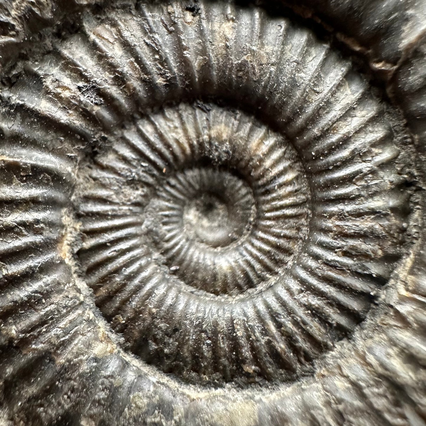 Dactylioceras Ammonite Fossil With box and Stand - Whitby, North Yorkshire Jurassic Coast Yorkshire Fossils