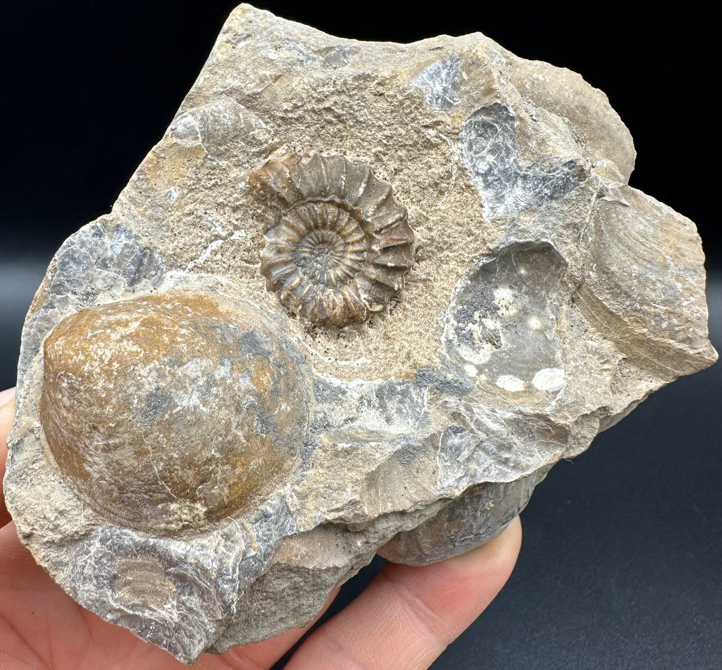 Androgynoceras capricornus Ammonite fossil with box and stand - Whitby, North Yorkshire Jurassic Coast Yorkshire Fossils