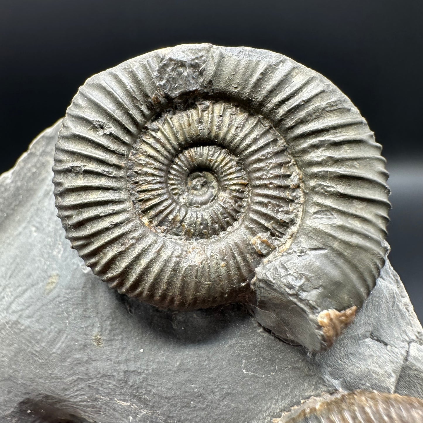 Dactylioceras Ammonite Fossil With Box And Stand - Whitby, North Yorkshire Jurassic Coast Yorkshire Fossils