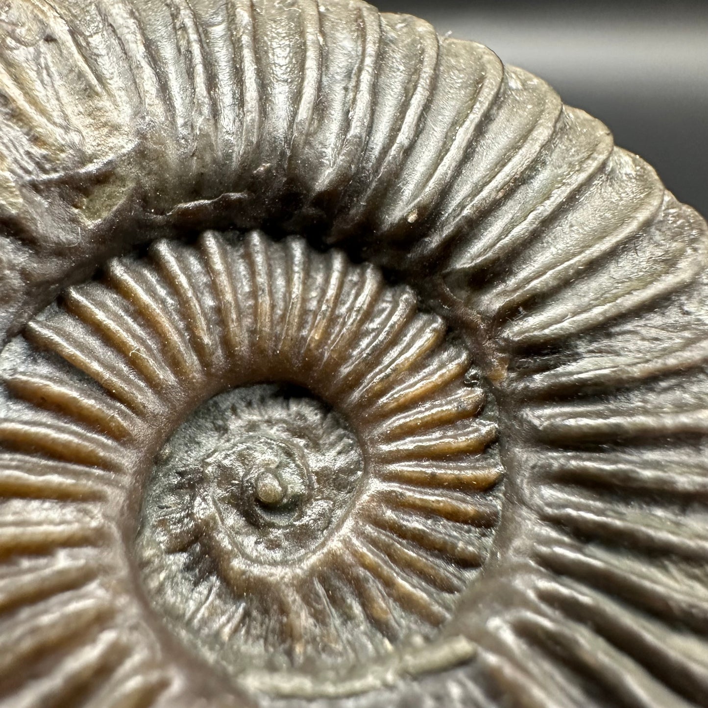 Schlothemia sp. ammonite fossil with tin and stand - Whitby, North Yorkshire Jurassic Coast, Yorkshire fossils