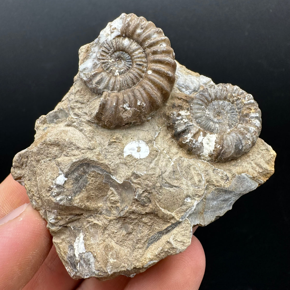 Androgynoceras capricornus Ammonite Fossil With Stand - Whitby, North Yorkshire Jurassic Coast Yorkshire Fossils