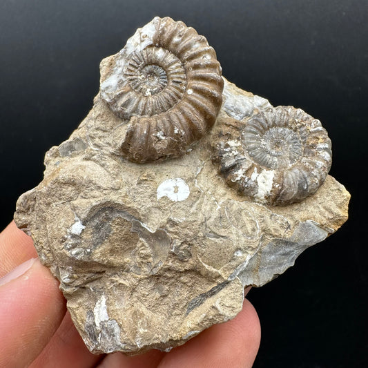 Androgynoceras capricornus Ammonite Fossil With Stand - Whitby, North Yorkshire Jurassic Coast Yorkshire Fossils