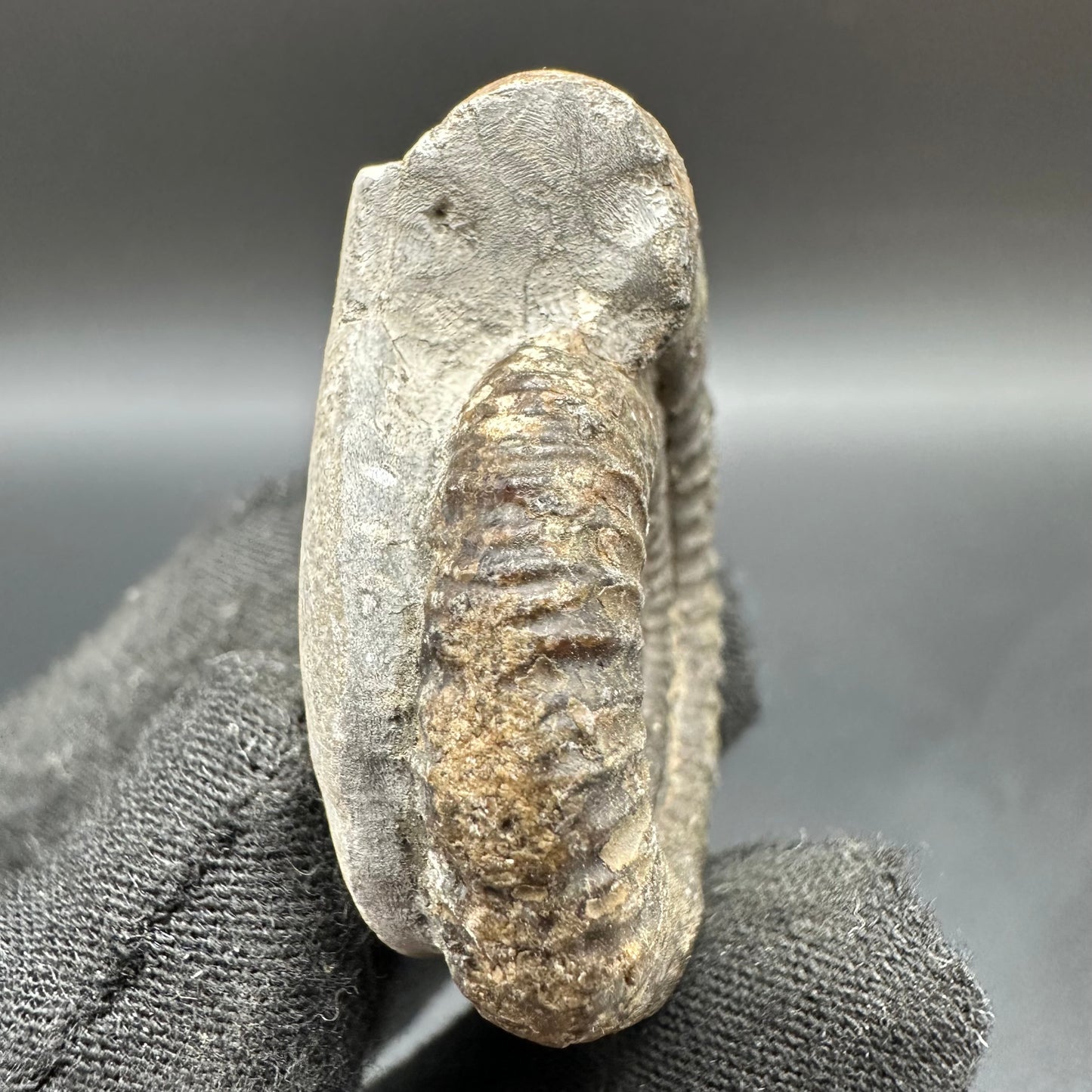 Dactylioceras Ammonite Fossil With Box And Stand - Whitby, North Yorkshire Jurassic Coast Yorkshire Fossils