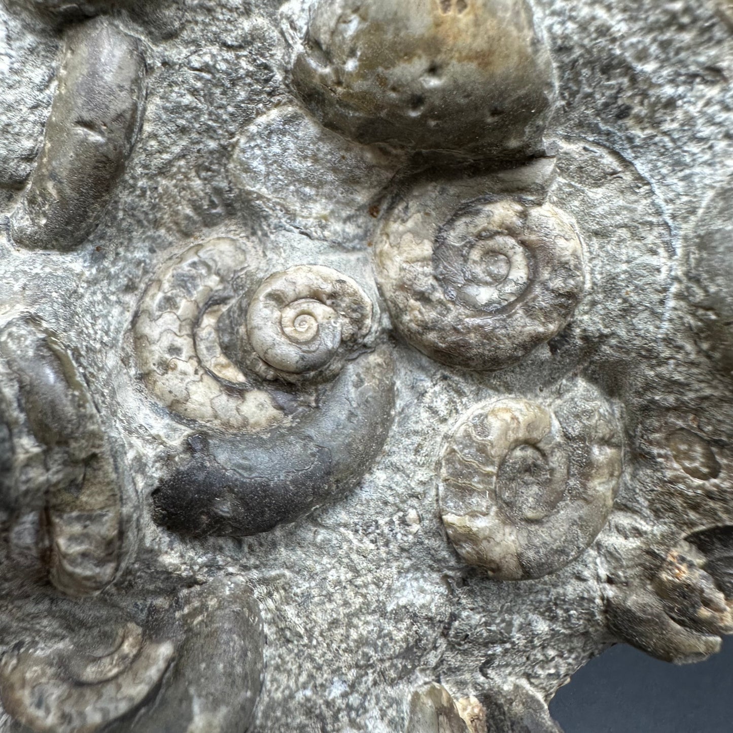 Psiloceras ammonite fossil with box and stand - Whitby, North Yorkshire Jurassic Coast, Yorkshire fossils