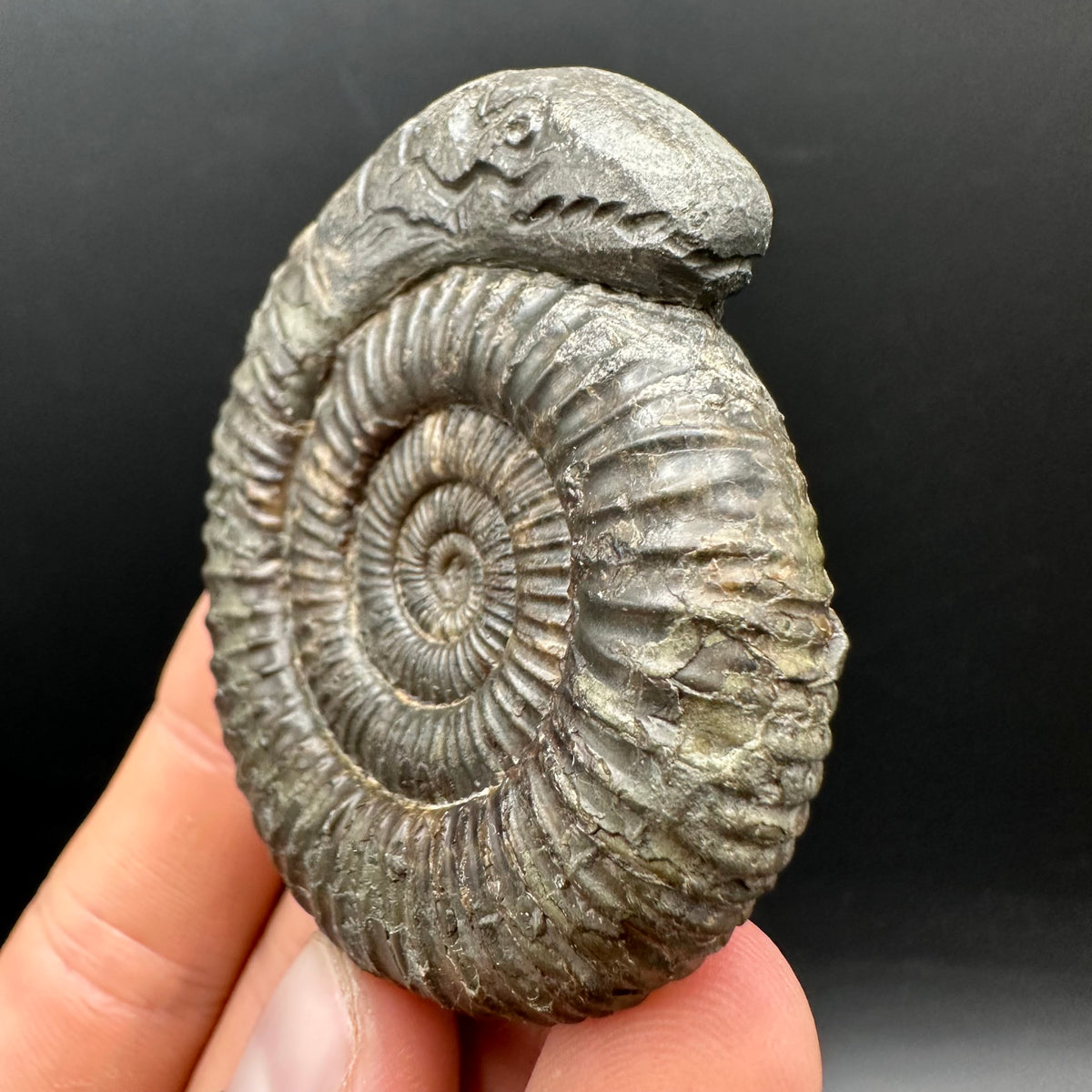 Snakestone Ammonite Fossil With Bag/Box And Stand - Whitby, North Yorkshire Jurassic Coast Yorkshire Fossils