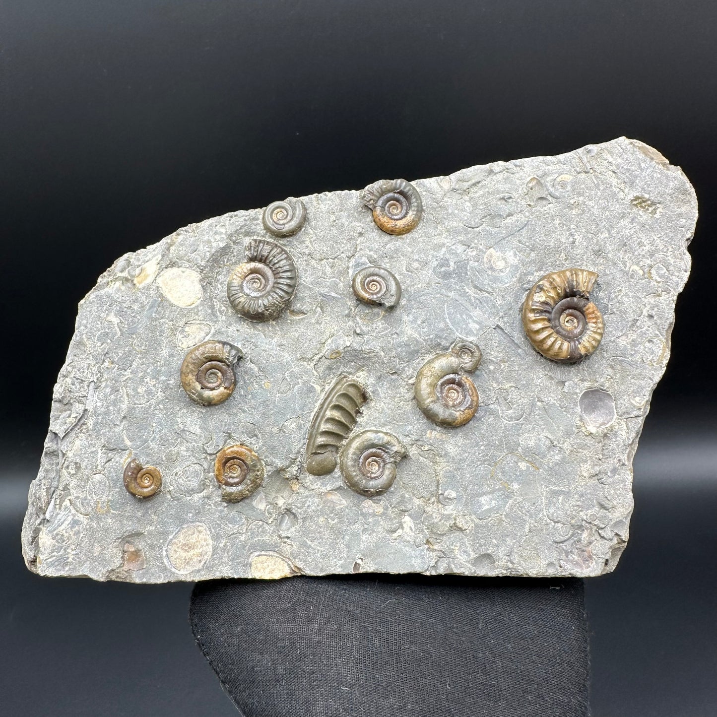 Arnioceras ammonite shell fossil with stand - Whitby, North Yorkshire Jurassic Coast Yorkshire Fossils