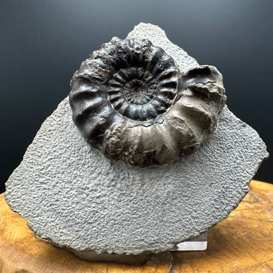 Androgynoceras maculatum ammonite fossil with box and stand - Whitby, North Yorkshire Jurassic Coast Yorkshire Fossils