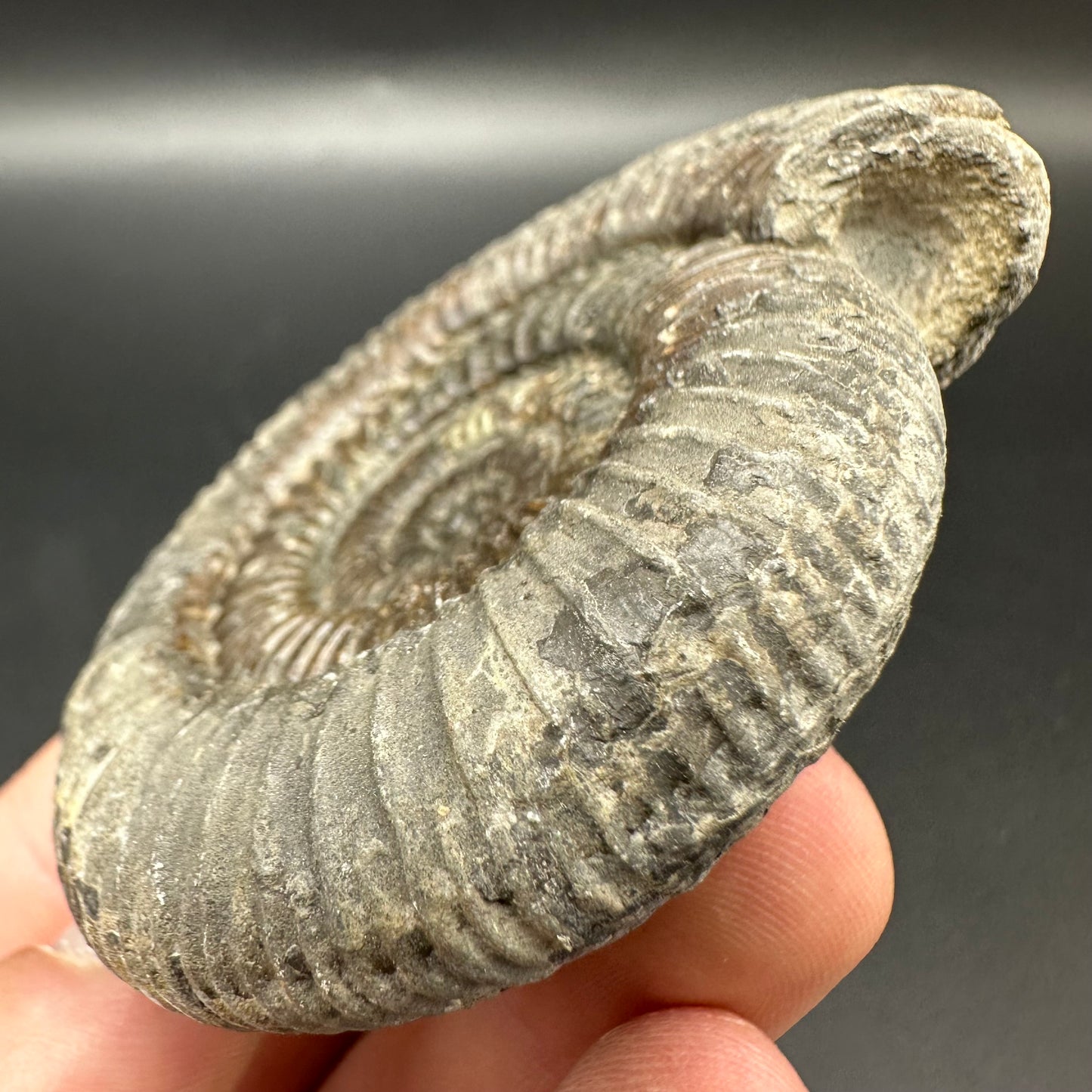 Dactylioceras Ammonite Fossil With Box And Stand - Whitby, North Yorkshire Jurassic Coast Yorkshire Fossils