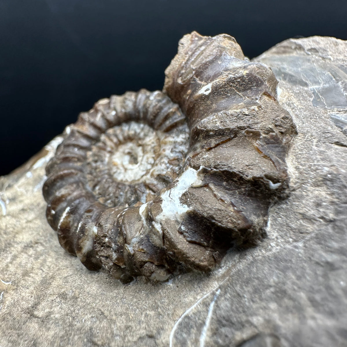 Androgynoceras capricornus Ammonite Fossil With Stand - Whitby, North Yorkshire Jurassic Coast Yorkshire Fossils