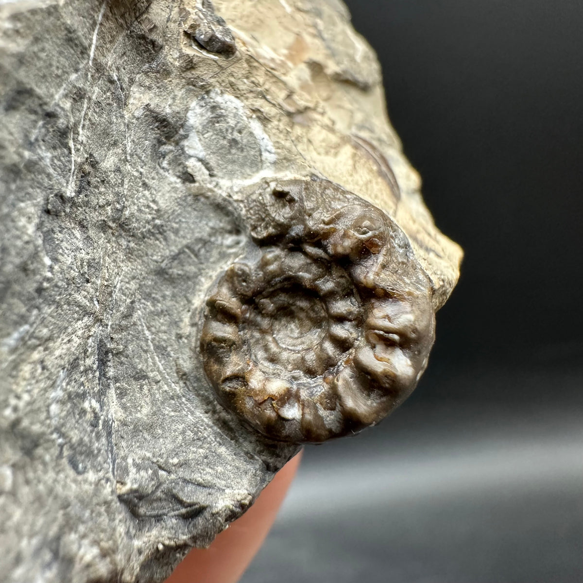 Amaltheus subnodosus Ammonite fossil with stand - Whitby, North Yorkshire Jurassic Coast Yorkshire Fossils